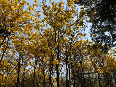 黄花风铃木