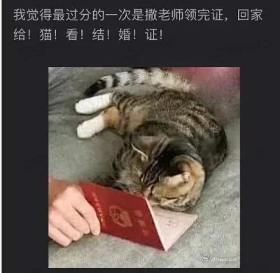 当撒老师家的猫好难！