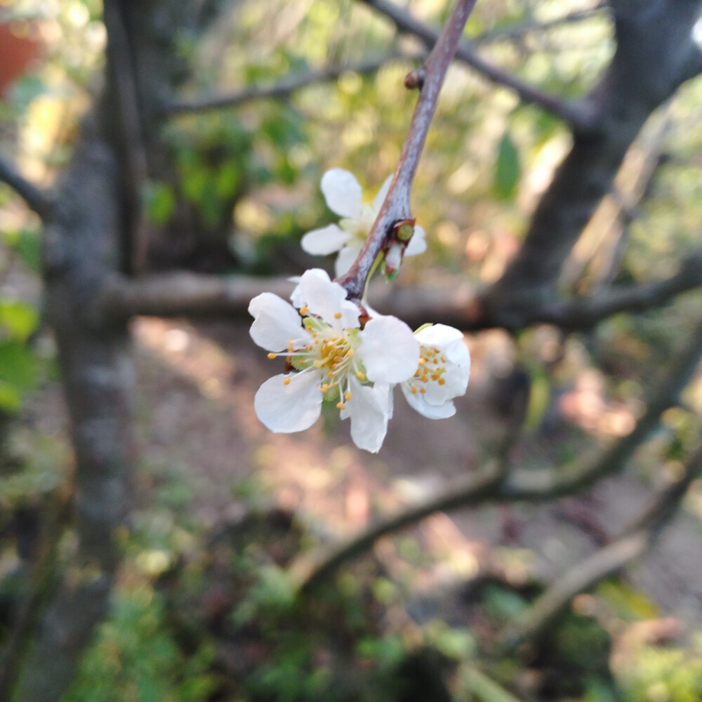 听说是叫做“布田李”呀