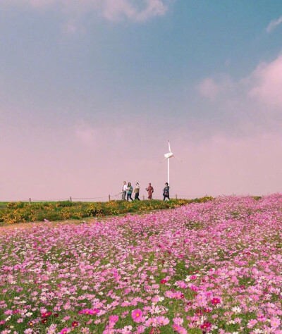 花海