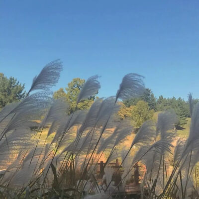 小清新 冷淡系背景