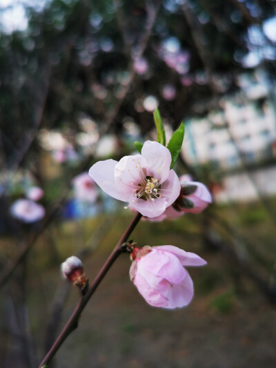 桃花，春天，自然，花朵，美丽，绿叶，花卉