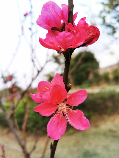 桃花，春天，自然，花朵，美丽，绿叶，花卉