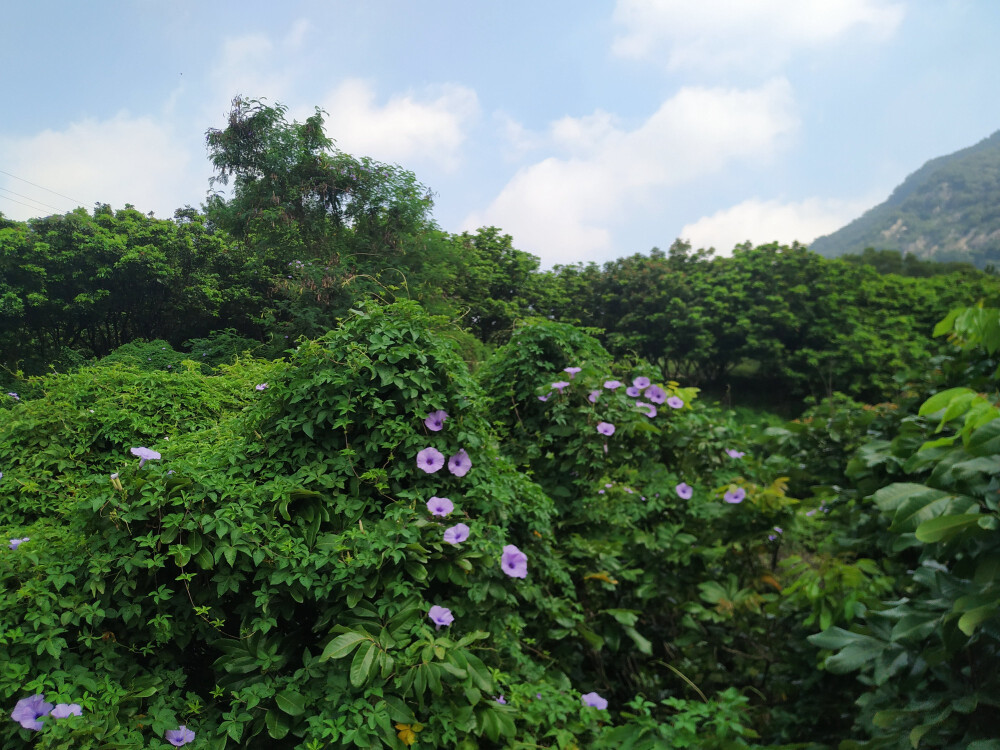 背景 风景 自拍