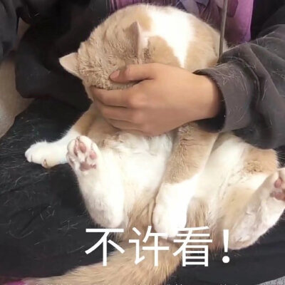 猫狗 头像 沙雕 自用 表情包