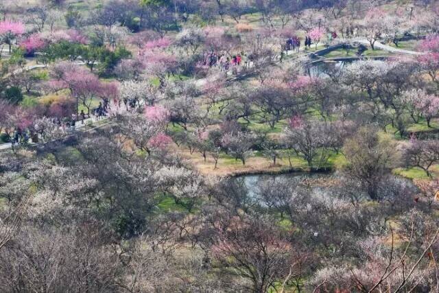 【二月国内出游地推荐】1、元阳梯田——最美摄影地2、龙岩漳平永福——樱花初开3、罗平油菜花——金色海洋4、蔚县暖泉镇——打树花5、台湾阳明山——千株樱花树6、龙泉山——桃花园里麻将怡情7、苏州林屋梅海——赏千亩梅林8、平遥——古城社火越千年9、南京梅花山——赏梅诗友会