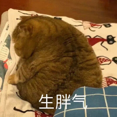 猫咪表情包