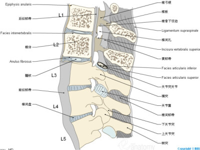 脊椎