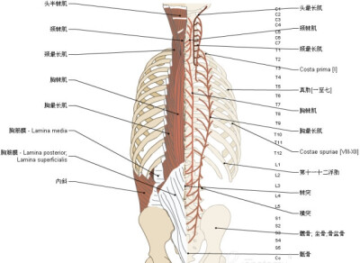 脊椎