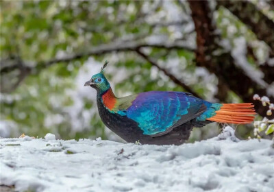 棕尾虹雉（又名：九色鸟）
棕尾虹雉（学名：Lophophorus impejanus）：又名九色鸟，是雉科虹雉属的一种。形象非常美丽，尤其是色彩绚丽的雄鸟，体长为69厘米，体重2000克，头顶有一簇特别延长的蓝绿色羽冠，其羽干…