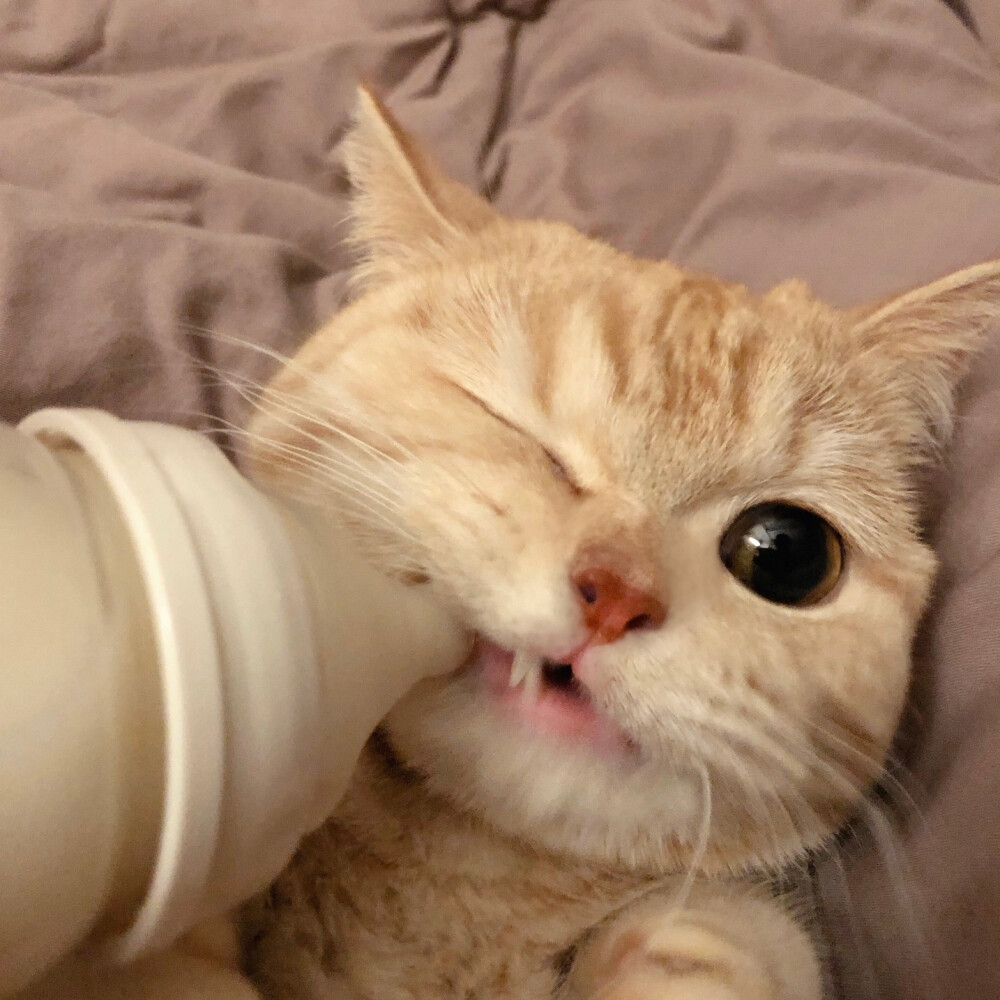 可爱 猫咪 头像 背景图