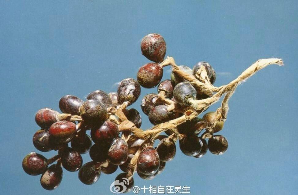 北宋玻璃葡萄，1969年河北定州静志寺塔基地宫出土。葡萄粒呈紫黑色或紫红色，共46颗，以金属丝缀连成串，鲜活逼真。大小不一，为圆形、椭圆形，腹壁极薄，是一粒一粒吹制而成的。琉璃的质地并不很纯，深色的表面上有很多浅色斑点，但这些缺陷使这串琉璃葡萄看起来更像真正的葡萄了。 ​