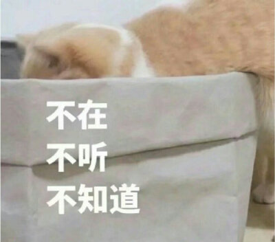 猫狗 表情包 沙雕 头像