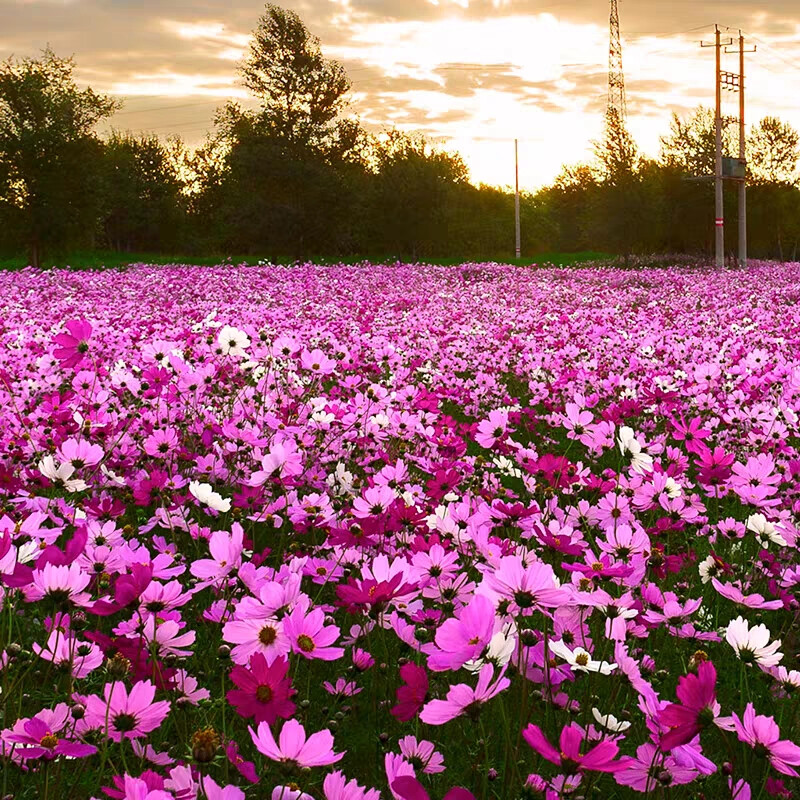 波斯菊