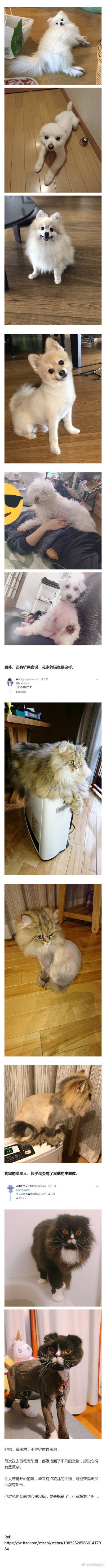 #宠物剪毛后变化有多大#你家的萌宠剪毛了吗，剪毛后变化有多大？