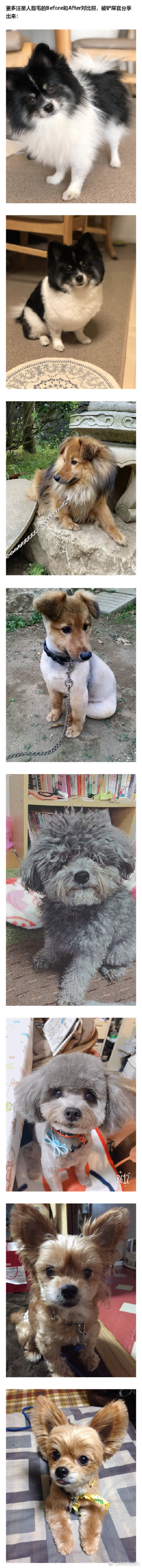 #宠物剪毛后变化有多大#你家的萌宠剪毛了吗，剪毛后变化有多大？