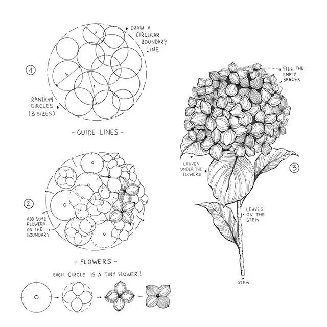 花卉素材 植物笔记 素材