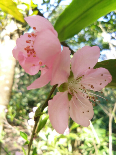 春暖花开