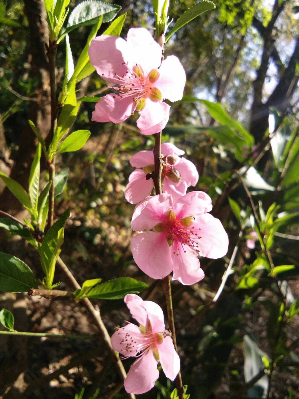 春暖花开