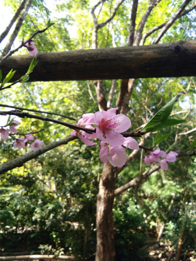 春暖花开