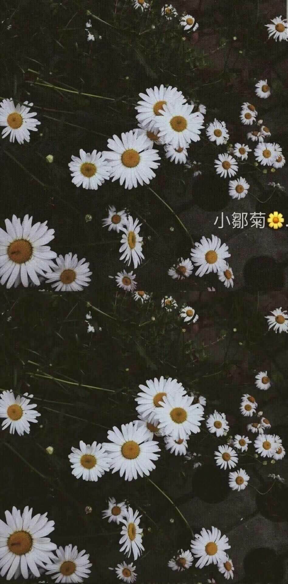 雏菊壁纸