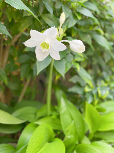 生活里的吉光片羽：
蝴蝶兰种植基地里的一枚粉黄绿渐变叶子，我猜它以前也许是道彩虹。
今年的羊蹄甲开得极其热烈，老城区的水泥地面都被花汁浸红了，空气里温柔的香，不知道为什么我想起“霜雪落满头，也算是白首”…