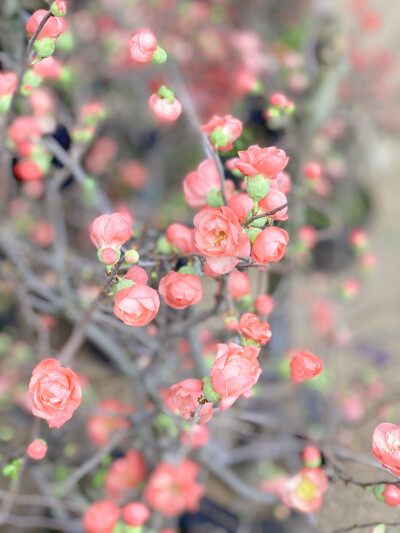 生活里的吉光片羽：
蝴蝶兰种植基地里的一枚粉黄绿渐变叶子，我猜它以前也许是道彩虹。
今年的羊蹄甲开得极其热烈，老城区的水泥地面都被花汁浸红了，空气里温柔的香，不知道为什么我想起“霜雪落满头，也算是白首”…