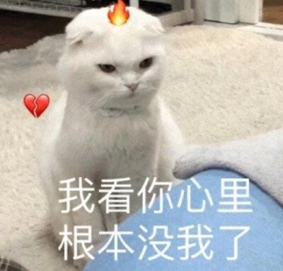 猫狗表情包