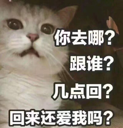 猫狗表情包