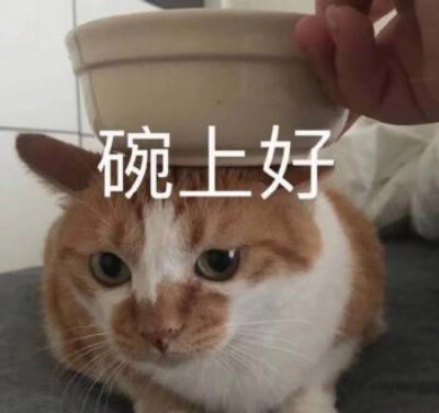 猫狗表情包