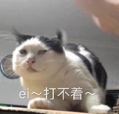 猫狗表情包