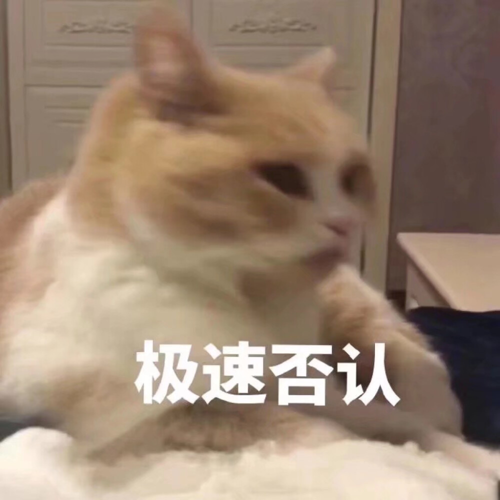 猫狗表情包