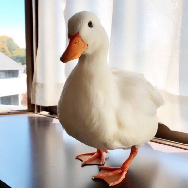 duck