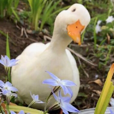 duck