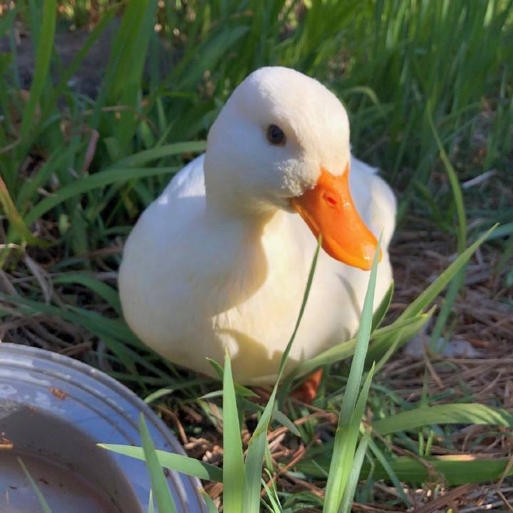 duck