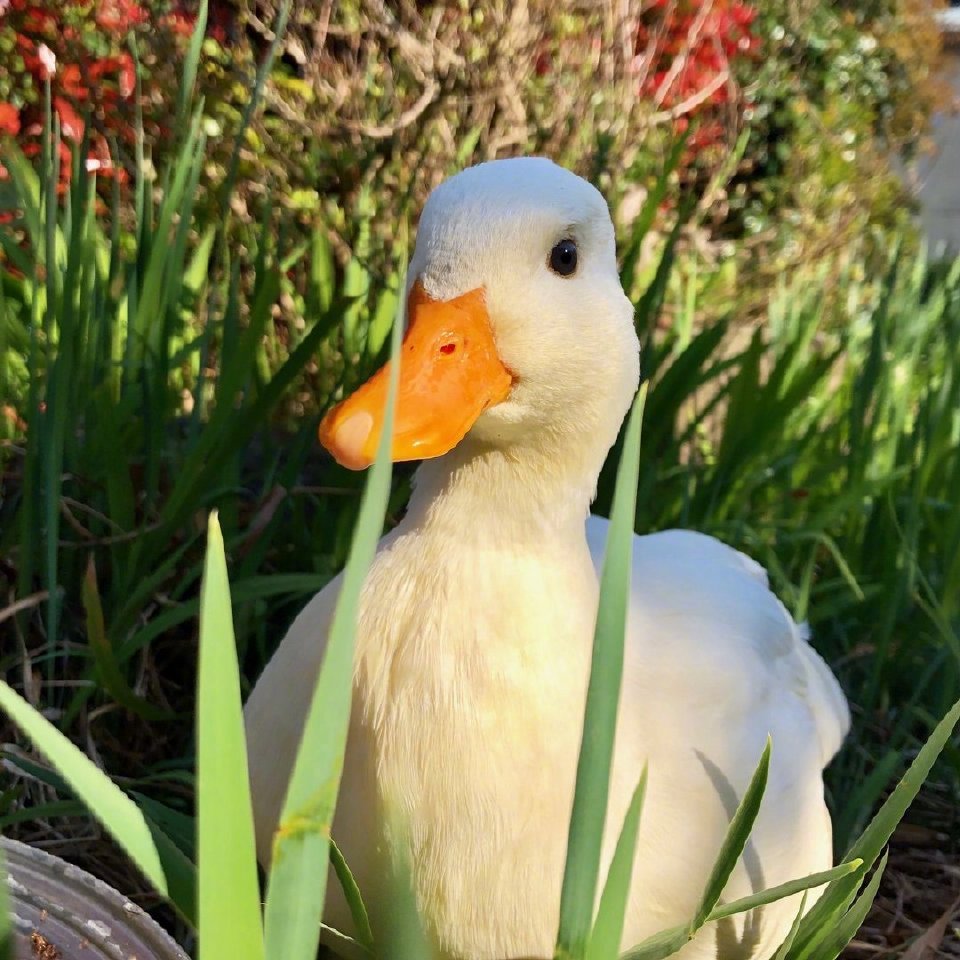 duck