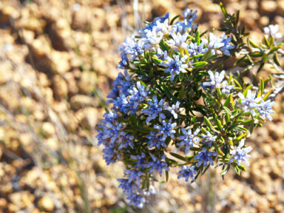 Conospermum nervosum
山龙眼科 彩烟木属