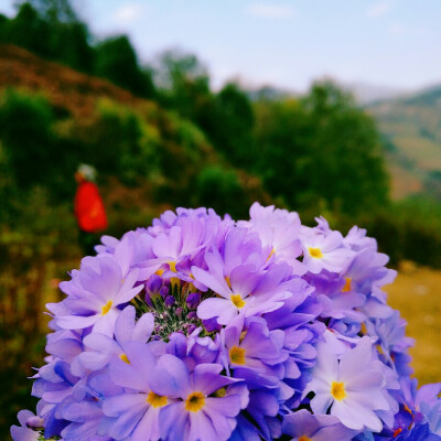 报春花