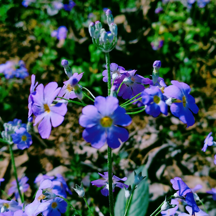 报春花