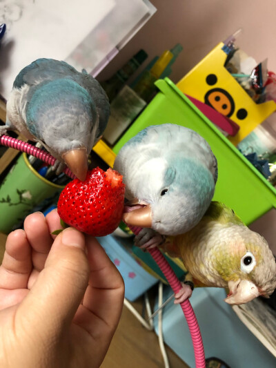 鸟子们也爱草莓