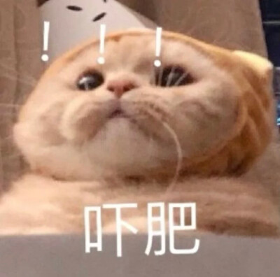 猫咪 源自微博