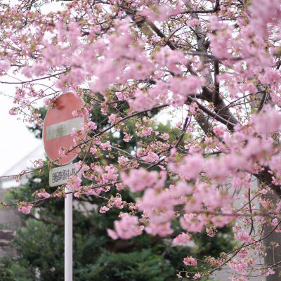 云赏日本千叶的樱花季