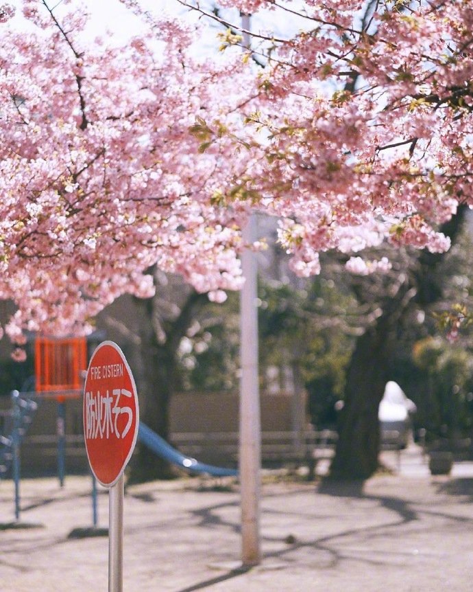 云赏日本千叶的樱花季