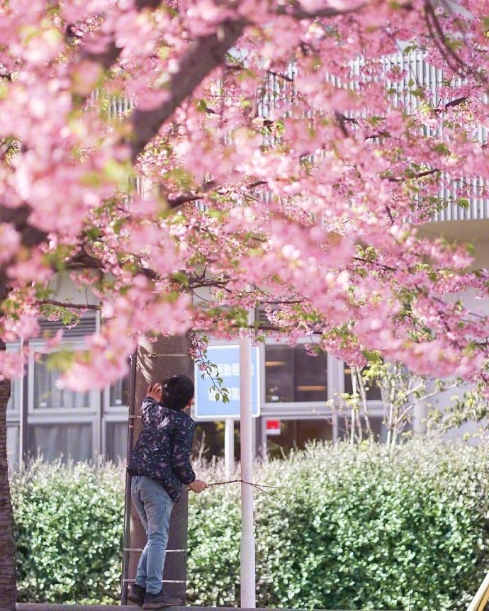 云赏日本千叶的樱花季