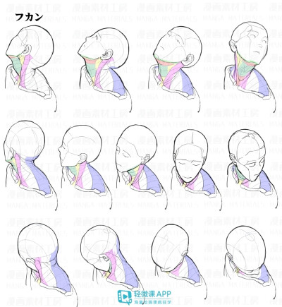 人体教程脖颈