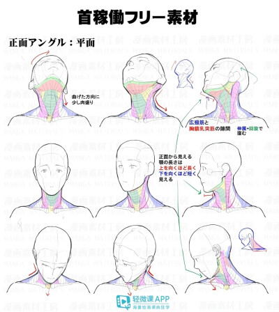 人体教程脖颈