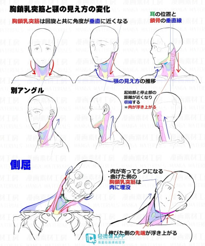 人体教程脖颈