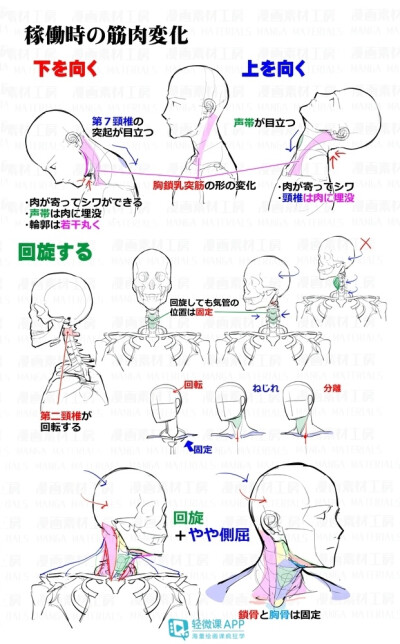 人体教程脖颈