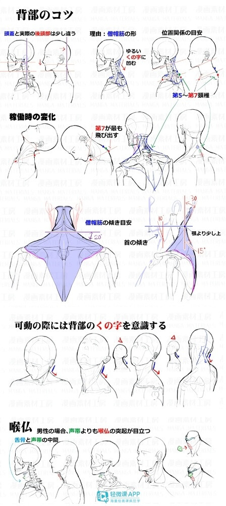 人体教程脖颈