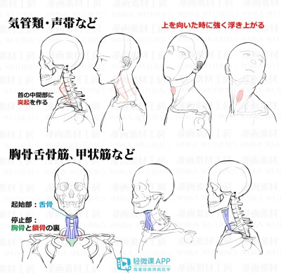 人体教程脖颈